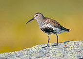 BRD 30 WF0002 01
Dunlin Standing On Lichen Covered Rock