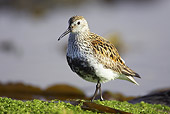 BRD 30 WF0003 01
Dunlin In Breeding Plumage On Tidal Estuary