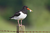 BRD 30 WF0004 01
Eurasian Oystercatcher Perched On Fence Post With Feather In Beak