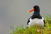 BRD 30 WF0005 01
Eurasian Oystercatcher Laying On Grass