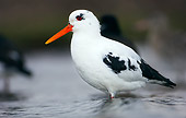 BRD 30 WF0006 01
Eurasian Oystercatcher Wading In Shallow Water