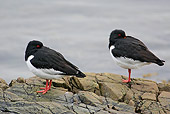 BRD 30 WF0007 01
Two Eurasian Oystercatchers Resting On Rocky Shore