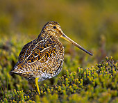 BRD 30 WF0008 01
Magellanic Snipe Standing On One Leg