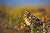 BRD 30 WF0009 01
Magellanic Snipe Standing On Grass