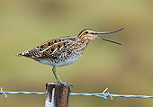 BRD 30 WF0010 01
Common Snipe Perched On Wooden Post With Beak Open