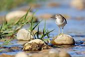 BRD 30 WF0011 01
Common Sandpiper Standing On Stone In Pond