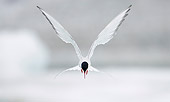 BRD 30 WF0012 01
Portrait Of Arctic Tern In Flight