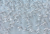 BRD 30 WF0013 01
Flock Of Red Knots In Flight