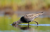 BRD 30 WF0014 01
Redshank Foraging In Water Profile