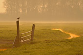 BRD 30 WF0015 01
Black-Tailed Godwit Male Standing On Gate Post