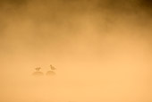 BRD 30 WF0016 01
Two Eurasian Oystercatchers Perched On Rocks In Mist