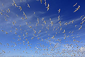 BRD 30 WF0017 01
Flock Of South American Tern Flying Against Blue Sky