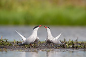 BRD 30 WF0018 01
Two Common Terns Courting By Pond
