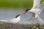 BRD 30 WF0019 01
Two Common Terns Courting By Pond