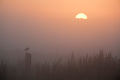 BRD 30 WF0020 01
Silhouette Of Black-Tailed Godwit Perched On Post At Sunrise