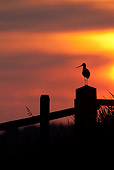 BRD 30 WF0021 01
Silhouette Of Black-Tailed Godwit Perched On Post At Sunset