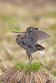 BRD 30 WF0022 01
Great Snipe Male Courting By Nest Sweden
