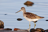 BRD 30 WF0023 01
Young Common Greenshank 
Walking Through Shallow Water