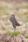 BRD 30 WF0025 01
Great Snipe Male Courting By Nest Sweden