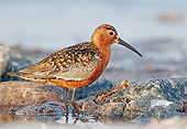 BRD 30 WF0026 01
Curlew Sandpiper Standing On Stones In Shallow Water