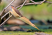 BRD 30 WF0027 01
Little Bittern Male Ready To Strike Prey Lake Kerkini, Greece
