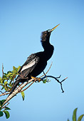 BRD 30 WF0028 01
Anhinga Perched On Branch