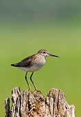 BRD 30 WF0029 01
Wood Sandpiper Standing On Stump Greece