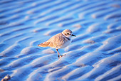 BRD 30 LS0001 01
Snowy Plover Walking On Beach Florida
