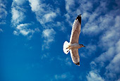 BRD 30 RK0001 05
Seagull In Flight