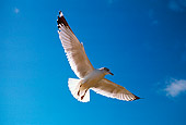 BRD 30 RK0001 13
Seagull In Flight