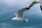 BRD 30 RK0002 03
Seagull In Flight