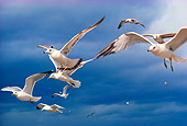 BRD 30 RK0004 01
A Flock Of Seagulls In Flight