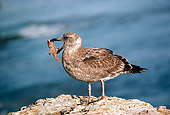 BRD 30 RK0006 02
Young Seagull On Rock With Fish In Mouth