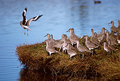 BRD 30 RK0015 14
A Flock Of Sandpiper Birds On Land And Water