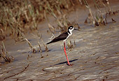BRD 30 RK0020 01
Black Necked Stilt Standing On Shore