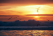 BRD 30 RK0031 01
Shorebirds In Flight Sunset