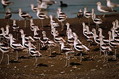 BRD 30 RK0032 01
A Flock Of Shorebirds On Land
