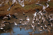 BRD 30 RK0034 01
Flock Of Sandpipers On Land And Water