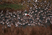 BRD 30 RK0034 03
Flock Of Sandpipers On Land And Water