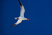 BRD 30 RK0039 17
Royal Tern In Flight
