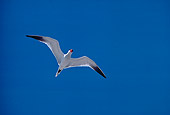 BRD 30 RK0042 05
Royal Tern In Flight