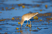 BRD 30 SK0001 01
Willet Feeding On Lagoon Mexico