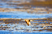 BRD 30 SK0003 01
Marbled Godwit Flying Low Over Lagoon Mexico