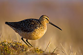 BRD 30 SK0004 01
Short-Billed Dowitcher Standing On Arctic Tundra Alaska