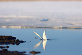 BRD 30 SK0005 01
Arctic Tern Diving For Food In Icy Lake Alaska