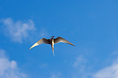 BRD 30 SK0006 01
Arctic Tern Flying Overhead Blue Sky Alaska