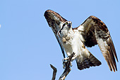 BRD 31 LS0002 01
Osprey Screaming And Preparing To Take Off From Pine Snag Dunedin, Florida