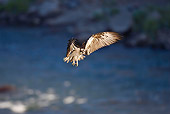 BRD 31 RF0001 01
Osprey Flying Over Water