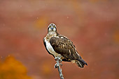 BRD 31 WF0001 01
Osprey Perched On Branch In Falling Snow