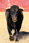 BUL 01 RK0005 07
Fighting Bull Running And Charging On Dirt